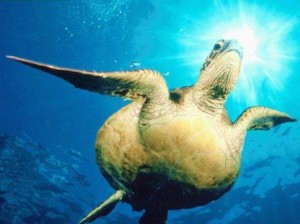 tortuga marina 4