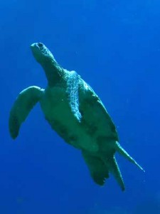 tortuga marina 2