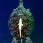 tortuga marina 3