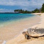 tortuga marina en la playa