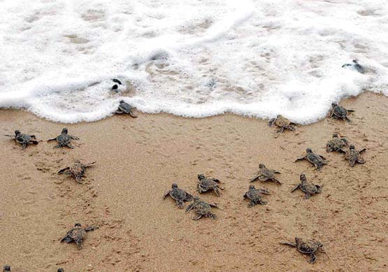 Crias tortugas marinas