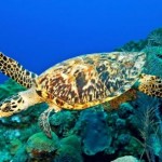 tortuga marina carey