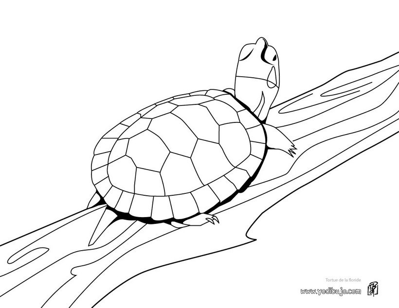 Dibujos de tortugas para imprimir y colorear