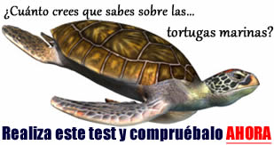 Cría y reproducción de las tortugas marinas » TORTUGAMARINAPEDIA