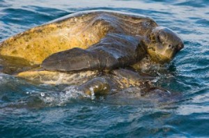 tortuga marina apareandose