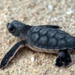 tortuga marina bebe