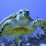 tortuga merina 5