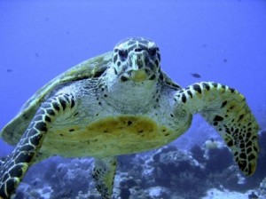tortuga merina 5