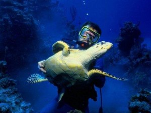 tortuga marina con buzo