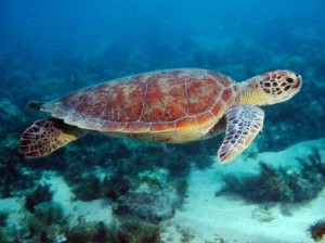 tortuga marina nadando