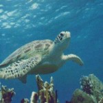 Tortuga marina 7