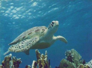 Tortuga marina 7