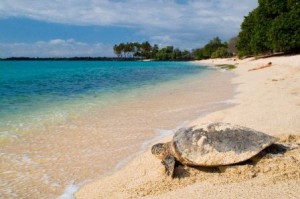 tortuga marina en la playa