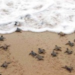 Crias tortugas marinas
