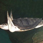 tortug amrina golfina