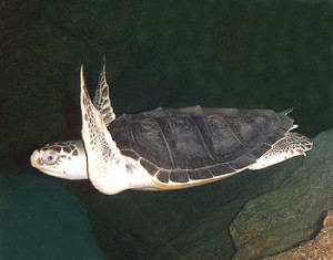 tortug amrina golfina