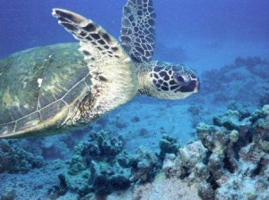 tortuga verde